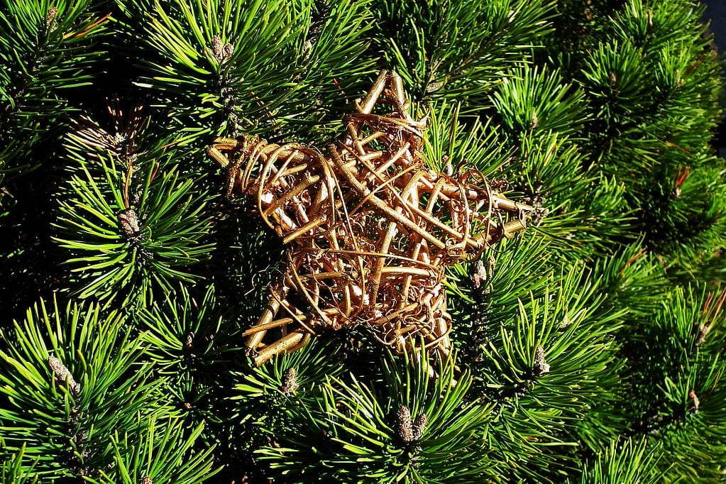 five pointed straw star on evergreen Yule tree