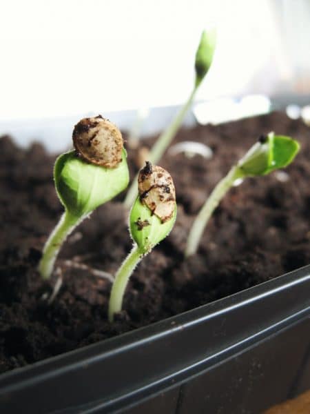 green sproutig plants