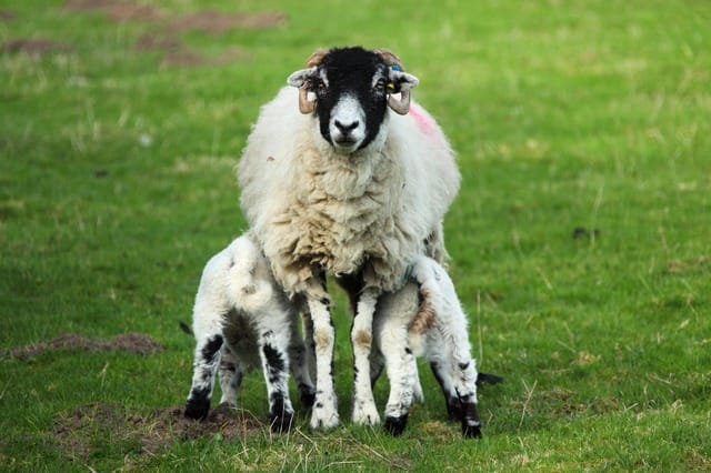 Mama sheeep and two lambs nursing imbolc